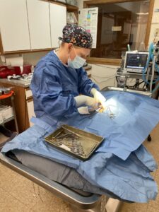Professional Surgical Veterinary Services in Rhienlander Wisconsin